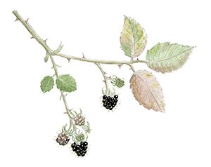 Blackberries by Emma Mitchell