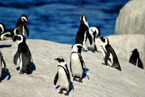 African penguins on Boulders Beach, Cape Town © simonwarren / Shutterstock